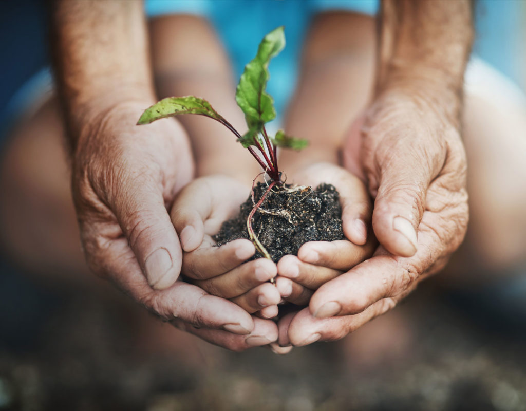 Hands holding a seedling plant
